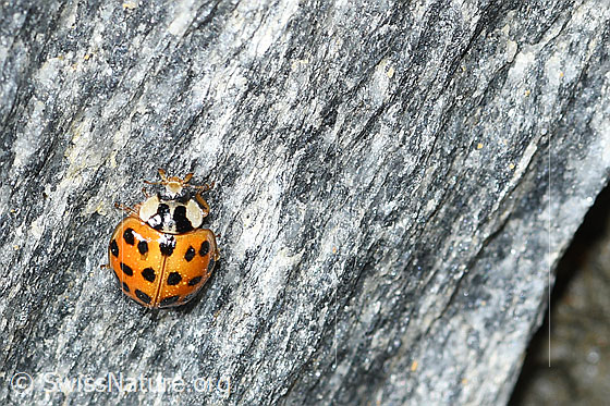 Photo: Harmonia axyridis. View from top front.