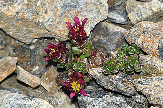 Foto: Zweiblütiger Steinbrech (Saxifraga biflora). Ganze Pflanze (Habitus). Höhe ca. 2cm.