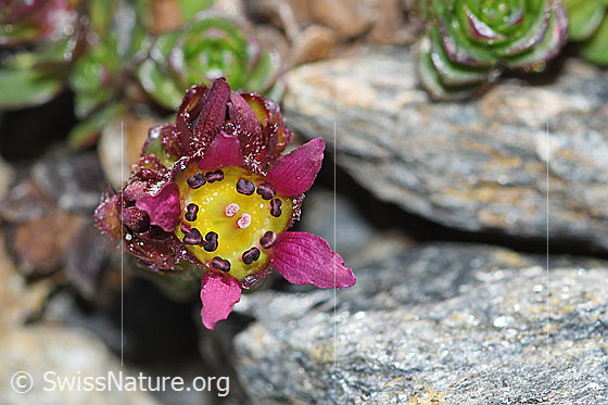 Photo: Saxifraga biflora. Blossom. View from above.