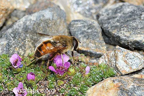 Foto: Mistbiene (Eristalis tenax) auf Gegenblättrigem Steinbrech (Saxifraga oppositifolia). Ansicht von der Seite.