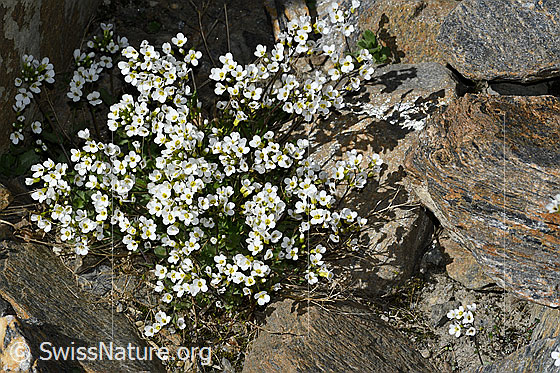 Foto: Alpen-Gänsekresse (Arabis alpina). Ganze Pflanze (Habitus). Höhe = 9cm. Ansicht von oben.