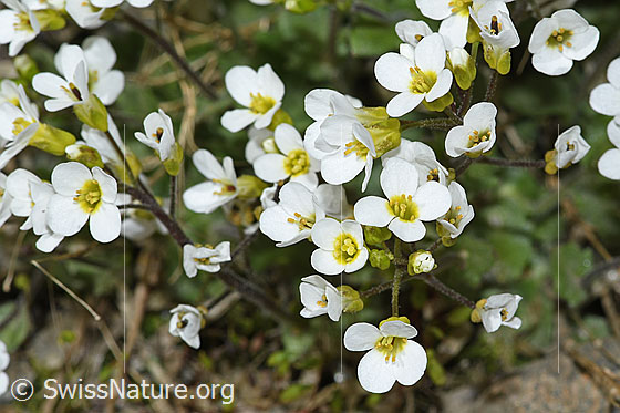 Foto: Alpen-Gänsekresse (Arabis alpina). Blüten.