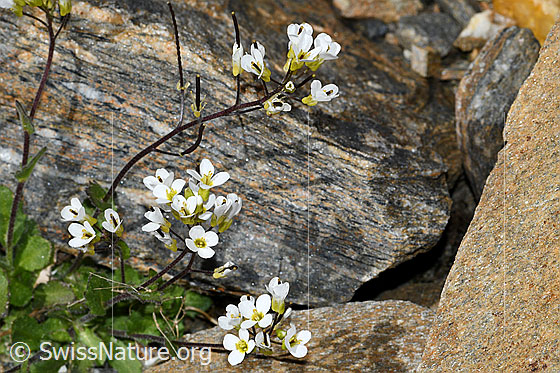 Foto: Alpen-Gänsekresse (Arabis alpina). Ganze Pflanze (Habitus). Ansicht von der Seite.