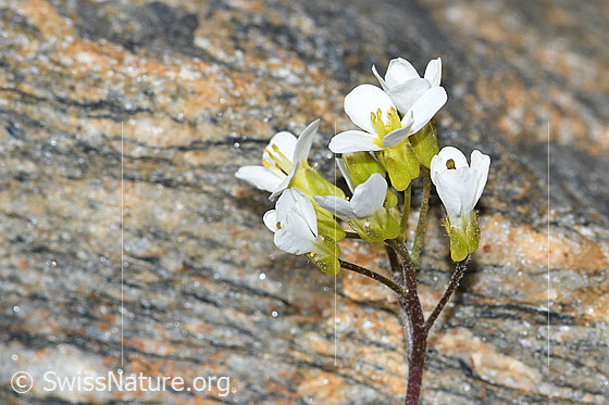 Foto: Alpen-Gänsekresse (Arabis alpina). Blütenstand. Ansicht von der Seite.