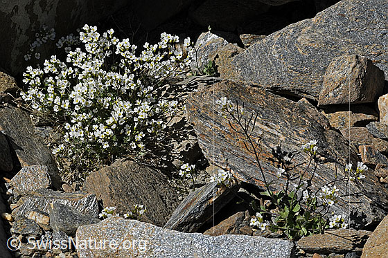 Foto: Alpen-Gänsekresse (Arabis alpina). Ganze Pflanze umgeben und Gesteinsbrocken.