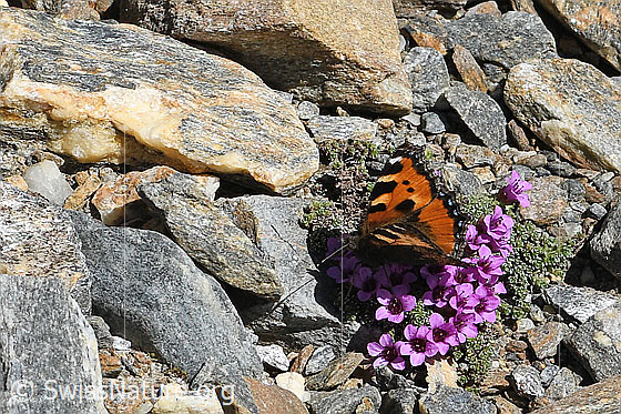 Photo: Aglais urticae on Saxifraga oppositifolia. Wings half open. View from the side above.