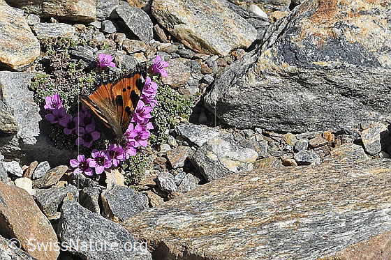 Photo: Aglais urticae on Saxifraga oppositifolia. Wings half open. View from the front top side..