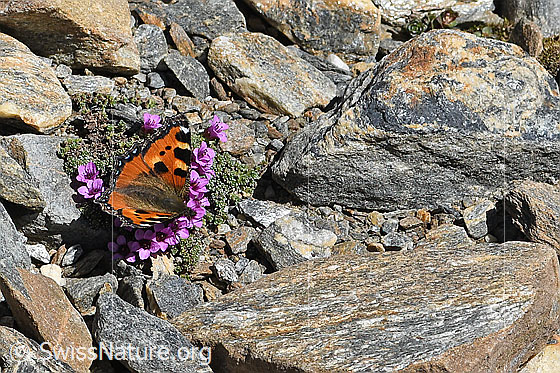 Photo: Aglais urticae on Saxifraga oppositifolia. Wings open. View from the side above.
