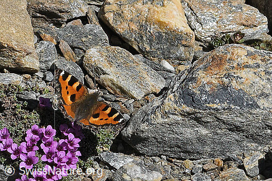 Photo: Aglais urticae on Saxifraga oppositifolia. Wings open. View from behind top.