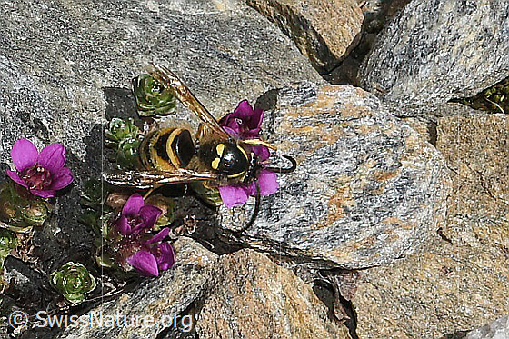 Foto: Norwegische Wespe (Dolichovespula norwegica) auf Gegenblättrigem Steinbrech (Saxifraga oppositifolia). Länge 17mm. Weibchen. Ansicht von oben.