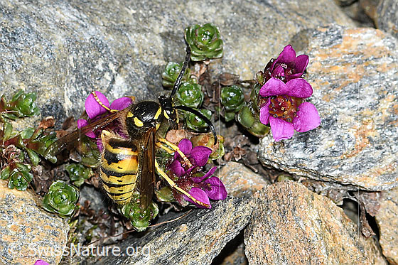 Norwegische Wespe (Dolichovespula norwegica) auf Gegenblättrigem Steinbrech (Saxifraga oppositifolia)