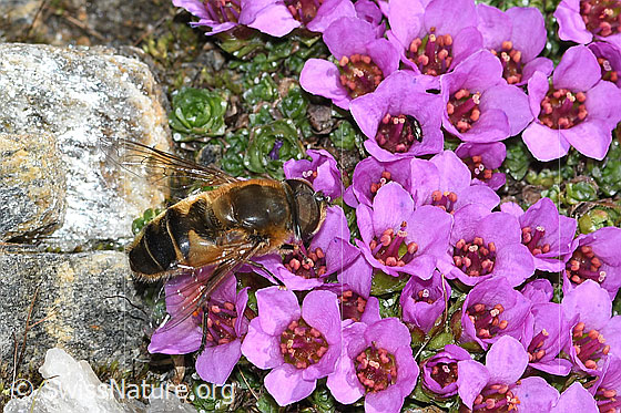 Foto: Gemeine Keilfleckschwebfliege (Eristalis pertinax) auf Gegenblättrigem Steinbrech (Saxifraga oppositifolia). Ansicht von seitlich oben.