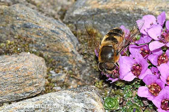 Foto: Gemeine Keilfleckschwebfliege (Eristalis pertinax) auf Gegenblättrigem Steinbrech (Saxifraga oppositifolia). Ansicht von vorne oben.