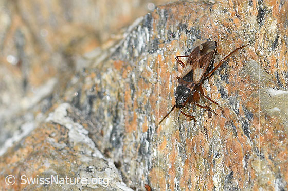 Foto: Eremocoris abietis (Wanze). Länge = 7mm. Ansicht von seitlich vorne oben.