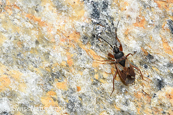 Foto: Eremocoris abietis (Wanze). Länge = 7mm. Ansicht von oben.