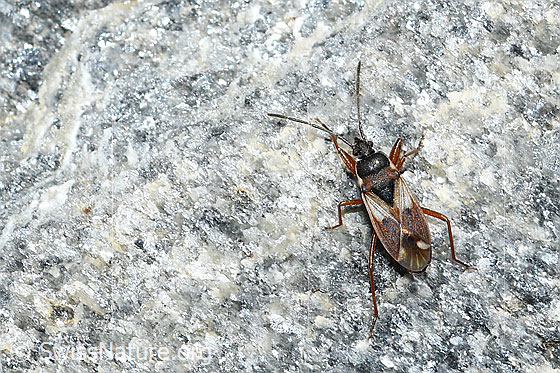 Eremocoris abietis (Wanze) Eremocoris abietis (Wanze)