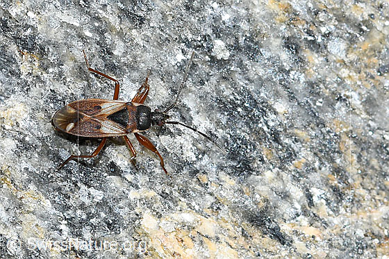Foto: Eremocoris abietis (Wanze). Länge = 7mm. Ansicht von seitlich oben.