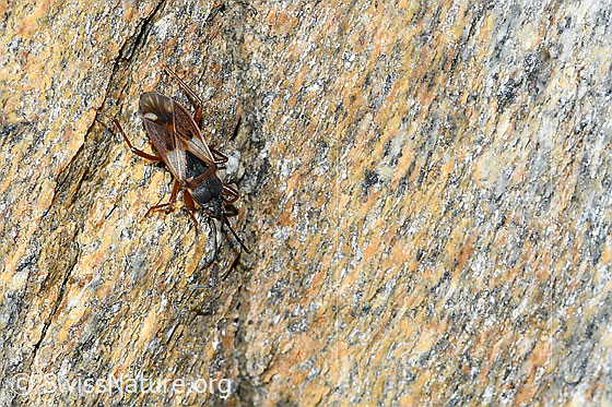 Foto: Eremocoris abietis (Wanze). Länge = 7mm. Ansicht von oben.