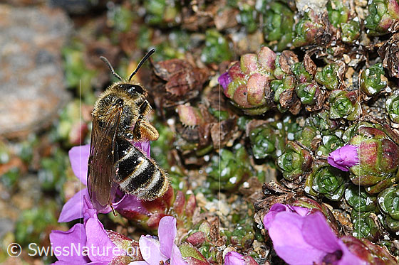 Foto: Gewöhnliche Schmalbiene (Lasioglossum calceatum) an Gegenblättrigem Steinbrech (Saxifraga oppositifolia). Länge 8 - 10mm. Ansicht von schräg oben.