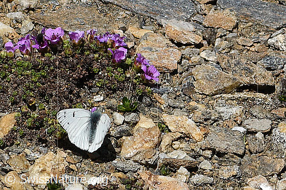 Foto: Alpenweissling (Pontia callidice) an Gegenblättrigem Steinbrech (Saxifraga oppositifolia). Flügel halb geöffnet. Ansicht von schräg hinten oben.