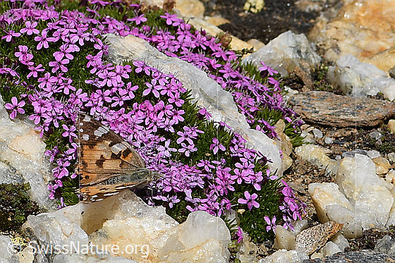 Photo: Vanessa cardui on Silene acaulis. Wings half open. View from the side above.