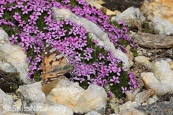 Photo: Vanessa cardui on Silene acaulis. Wings open. View from the side above.