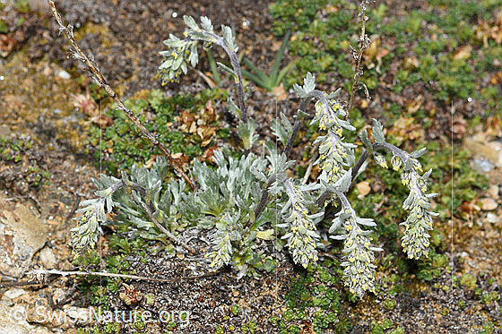 Foto: Ährige Edelraute (Artemisia genipi). Ganze Pflanze (Habitus). Höhe = 5cm.