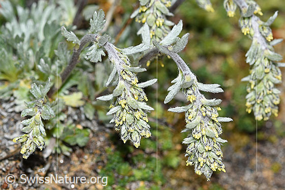 Foto: Ährige Edelraute (Artemisia genipi). Blütenstände und Stängel.
