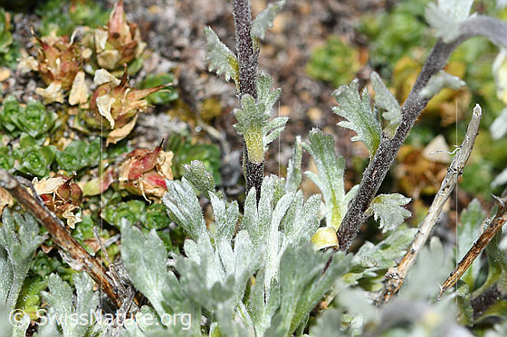 Foto: Ährige Edelraute (Artemisia genipi). Grundblätter, Stängel und Stängelblätter.