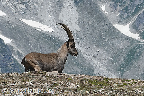 Photo: Capra ibex. View from the side.