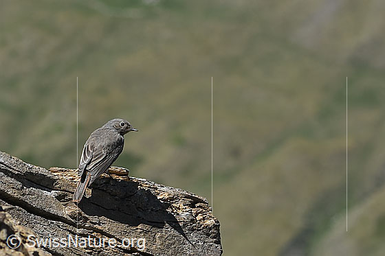 Photo: Phoenicurus ochruros. View from side back.