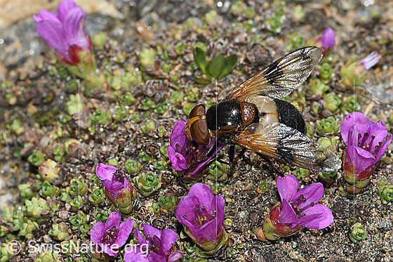 Photo: Volucella pellucens on Saxifraga oppositifolia. View from the side above.