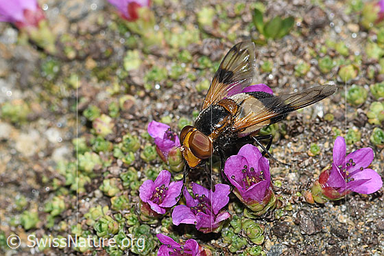Photo: Volucella pellucens on Saxifraga oppositifolia. View from the front top side..