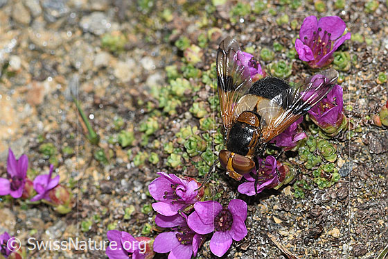 Foto: Gemeine Waldschwebfliege (Volucella pellucens) auf Gegenblättrigem Steinbrech (Saxifraga oppositifolia). Ansicht von vorne oben.
