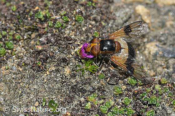 Photo: Volucella pellucens on Saxifraga oppositifolia. View from above.