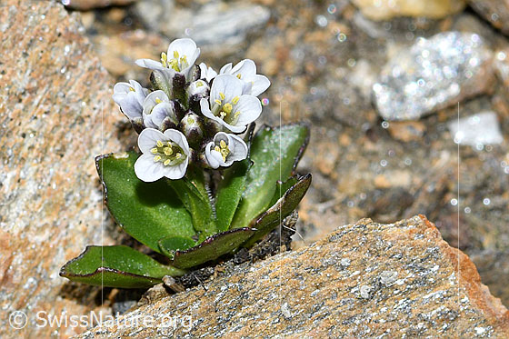 Photo: Arabis caerulea. Whole plant (habit). Height = 2.5cm.
