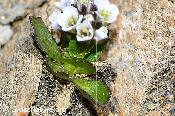 Photo: Arabis caerulea. Leaves.