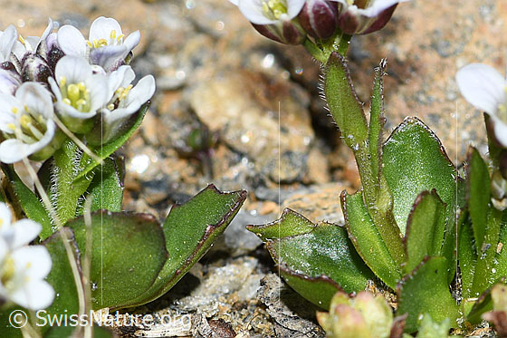 Photo: Arabis caerulea. Stem, stem leaves and leaves.