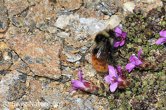 Foto: Berglandhummel (Bombus monticola) auf Gegenblättrigem Steinbrech (Saxifraga oppositifolia). Länge 9 - 16mm. Ansicht von seitlich oben.