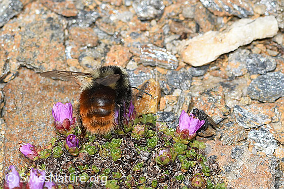 Foto: Berglandhummel (Bombus monticola) auf Gegenblättrigem Steinbrech (Saxifraga oppositifolia). Länge 9 - 16mm. Ansicht von hinten.