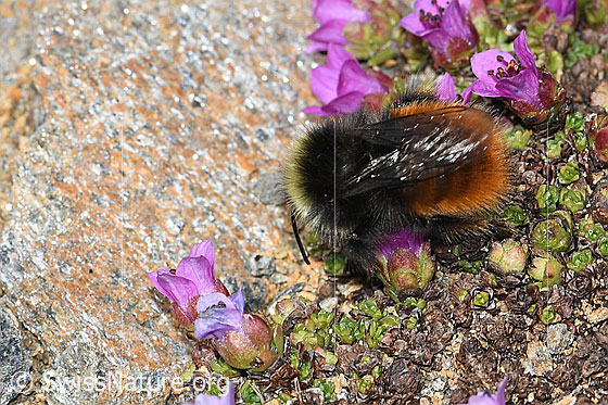Foto: Berglandhummel (Bombus monticola) auf Gegenblättrigem Steinbrech (Saxifraga oppositifolia). Länge 9 - 16mm. Ansicht von oben.
