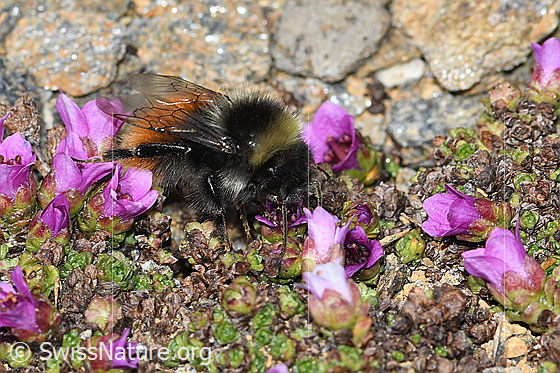 Foto: Berglandhummel (Bombus monticola) auf Gegenblättrigem Steinbrech (Saxifraga oppositifolia). Länge 9 - 16mm. Ansicht von seitlich vorne.