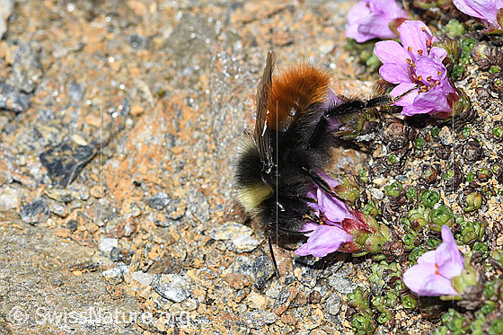 Foto: Berglandhummel (Bombus monticola) auf Gegenblättrigem Steinbrech (Saxifraga oppositifolia). Länge 9 - 16mm. Ansicht von der Seite.