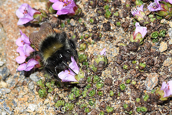 Foto: Berglandhummel (Bombus monticola) auf Gegenblättrigem Steinbrech (Saxifraga oppositifolia). Länge 9 - 16mm. Ansicht von vorne.