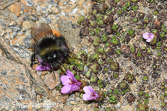 Foto: Berglandhummel (Bombus monticola) auf Gegenblättrigem Steinbrech (Saxifraga oppositifolia). Länge 9 - 16mm. Ansicht von vorne oben.