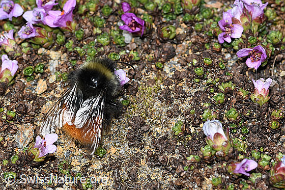 Foto: Berglandhummel (Bombus monticola) auf Gegenblättrigem Steinbrech (Saxifraga oppositifolia). Länge 9 - 16mm. Ansicht von oben.
