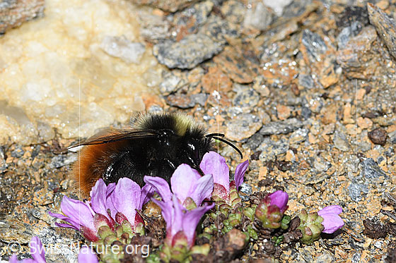 Foto: Berglandhummel (Bombus monticola) auf Gegenblättrigem Steinbrech (Saxifraga oppositifolia). Länge 9 - 16mm. Ansicht von der Seite.
