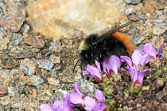 Foto: Berglandhummel (Bombus monticola) auf Gegenblättrigem Steinbrech (Saxifraga oppositifolia). Länge 9 - 16mm. Ansicht von der Seite.
