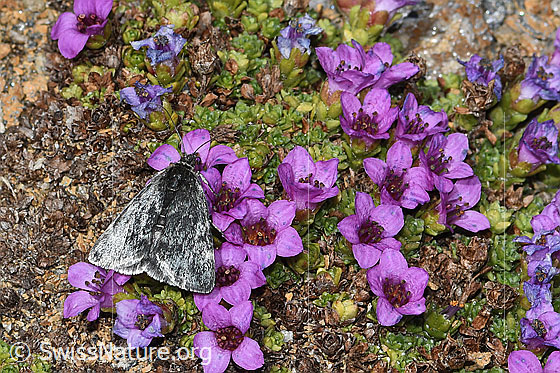 Foto: Wahrscheinlich Orenaia lugubralis auf Gegenblättrigem Steinbrech (Saxifraga oppositifolia). Ansicht von seitlich oben.