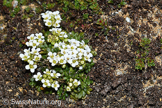 Foto: Kurzstängelige Gämskresse (Pritzelago alpina ssp. brevicaulis). Ganze Pflanze (Habitus). Höhe = 1cm.